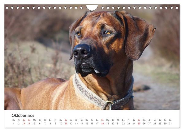 Produktbild: Ridgebacks - Hunde aus Afrika (Wandkalender 2026 DIN A4 quer), CALVENDO Monatskalender
