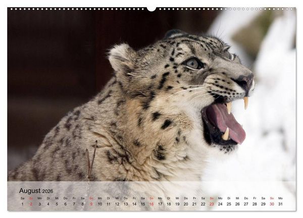 Produktbild: Leoparden. Elegante J&auml;ger (hochwertiger Premium Wandkalender 2026 DIN A2 quer), Kunstdruck in Hochglanz