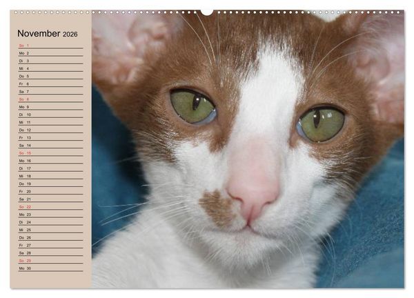 Produktbild: Siamkatzen - Kleiner Frechdachs mit Familie (hochwertiger Premium Wandkalender 2026 DIN A2 quer), Kunstdruck in Hochglanz