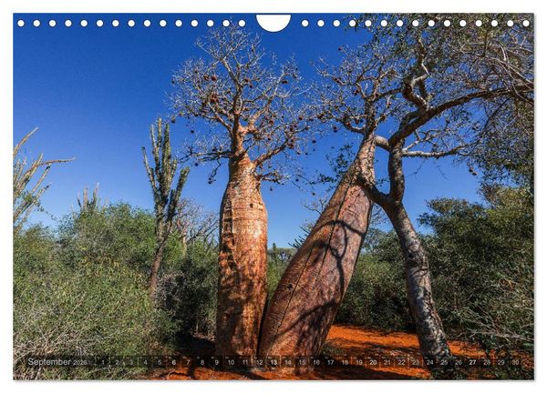 Produktbild: Zauberwald Ifaty &middot; Traumhafte Baobabs in Madagaskar (Wandkalender 2026 DIN A4 quer), CALVENDO Monatskalender