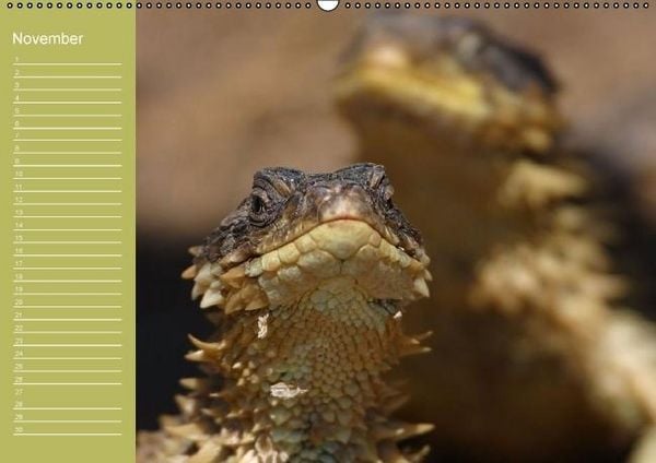 Produktbild: Drachen / Geburtstagskalender (Wandkalender immerw&auml;hrend DIN A2 quer)