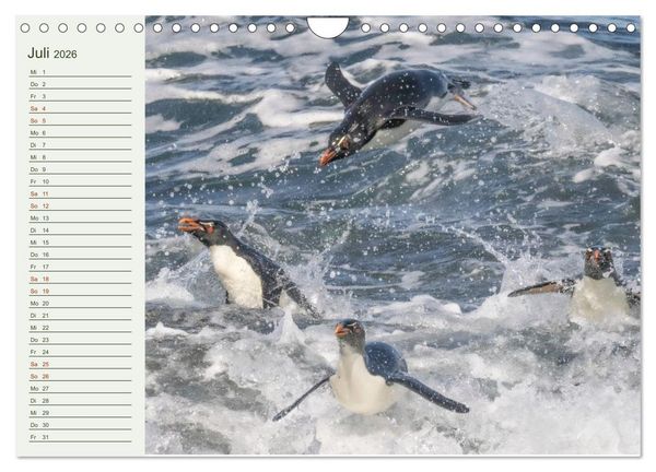 Produktbild: Unter Pinguinen (Wandkalender 2026 DIN A4 quer), CALVENDO Monatskalender