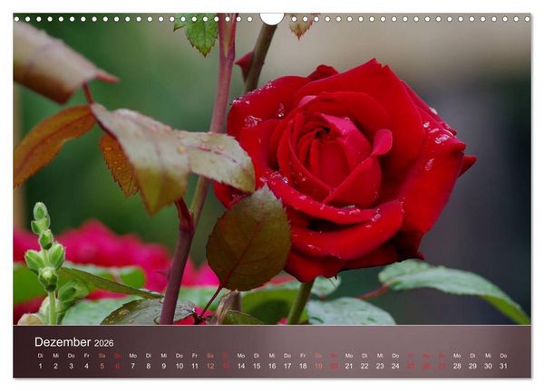 Produktbild: Zarte Sch&ouml;nheiten - Rosen (Wandkalender 2026 DIN A3 quer), CALVENDO Monatskalender