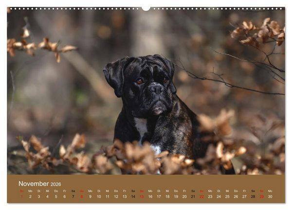 Produktbild: Boxer - charmante Herzensbrecher (Wandkalender 2026 DIN A2 quer), CALVENDO Monatskalender