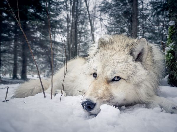 Produktbild: Grau wolf (Puzzle)