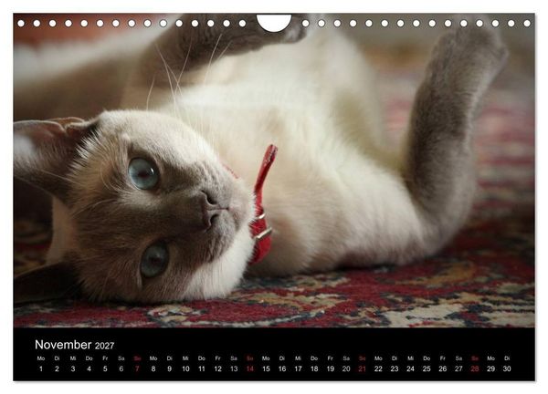 Produktbild: Haustiger - Ein Katzenkalender (Wandkalender 2027 DIN A4 quer), CALVENDO Monatskalender