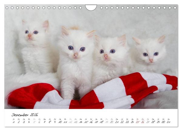 Produktbild: Ragdoll Kitten (Wandkalender 2026 DIN A4 quer), CALVENDO Monatskalender