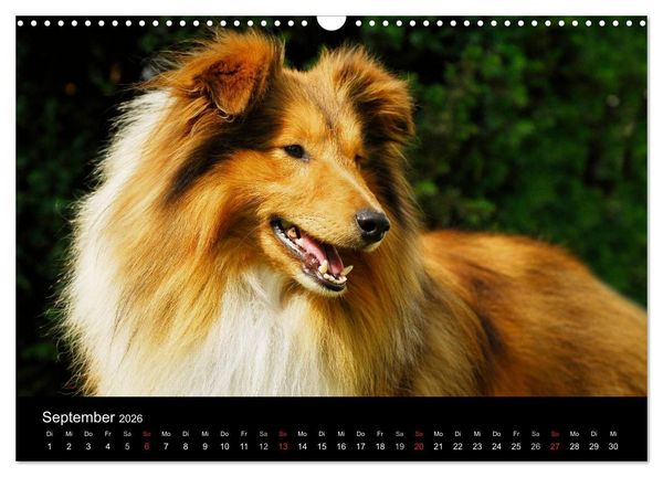 Produktbild: Sheltie 2026 (Wandkalender 2026 DIN A3 quer), CALVENDO Monatskalender