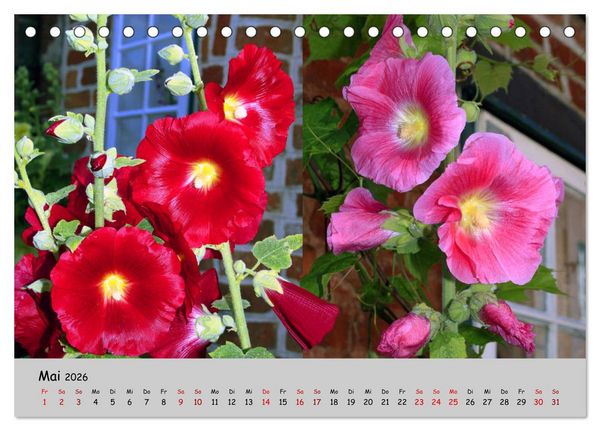 Produktbild: Blumen &uuml;berall, zur Freude Menschen (Tischkalender 2026 DIN A5 quer), CALVENDO Monatskalender