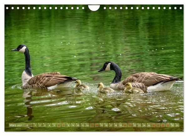 Produktbild: Gans sch&ouml;n wild (Wandkalender 2027 DIN A4 quer), CALVENDO Monatskalender