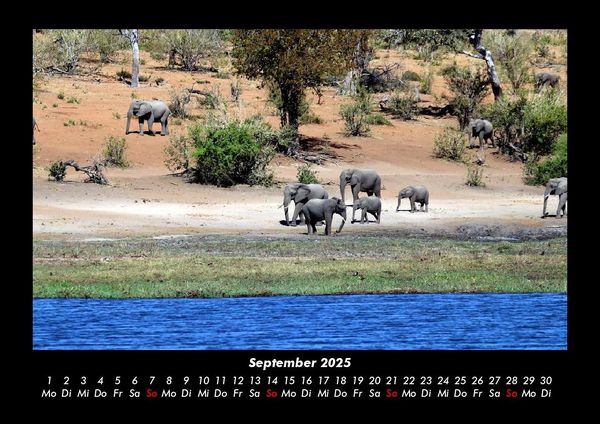 Produktbild: Elefanten - Die sanften Riesen Afrikas 2025 Fotokalender DIN A3