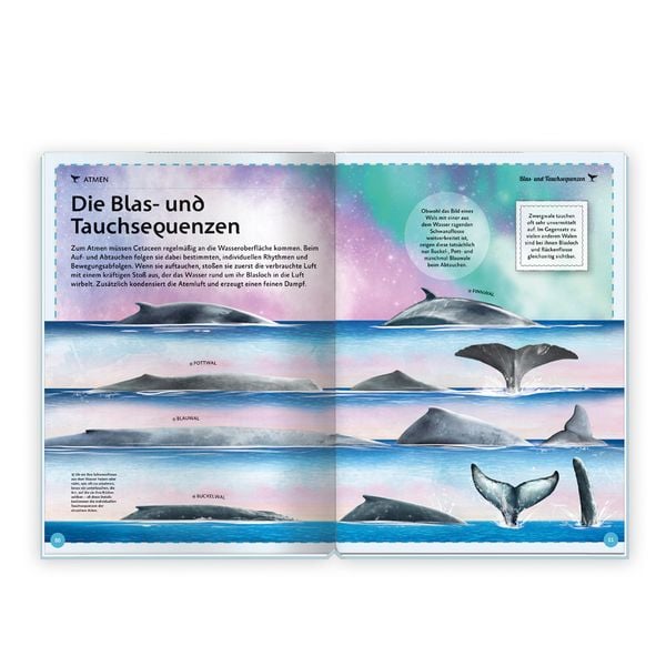Produktbild: Tr&ouml;tsch Kinderbuch Das gro&szlig;artige Buch der Wale| Ab 8 Jahren