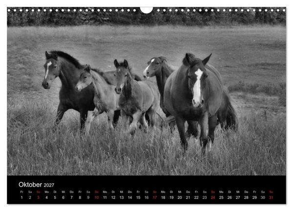 Produktbild: Pferde 2027 Wild Thing (Wandkalender 2027 DIN A3 quer), CALVENDO Monatskalender