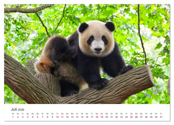 Produktbild: B&auml;ren - Pandas, Grizzlyb&auml;ren und Co. (Wandkalender 2026 DIN A2 quer), CALVENDO Monatskalender