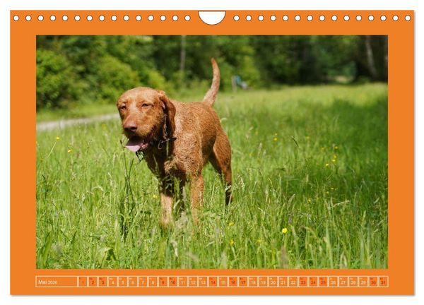 Produktbild: Faszination Magyar Vizsla (Wandkalender 2026 DIN A4 quer), CALVENDO Monatskalender