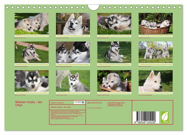 Produktbild: Siberian Husky - der Urtyp (Wandkalender 2026 DIN A4 quer), CALVENDO Monatskalender