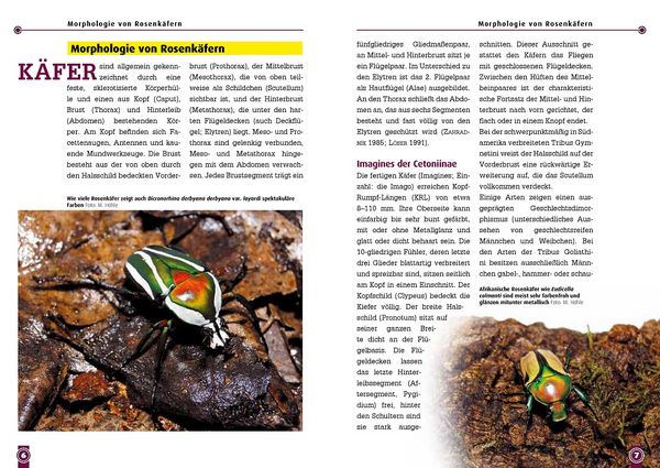 Produktbild: Afrikanische Rosenk&auml;fer