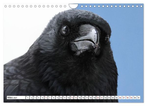 Produktbild: Im Auge der Kr&auml;he (Wandkalender 2027 DIN A4 quer), CALVENDO Monatskalender