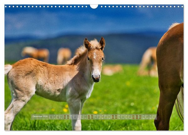 Produktbild: Haflinger Pferde in Th&uuml;ringen (Wandkalender 2026 DIN A3 quer), CALVENDO Monatskalender