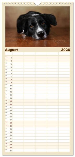 Produktbild: Familienplaner 2026 - Charmante Australian Shepherds mit 5 Spalten (Wandkalender, 21 x 45 cm) CALVENDO