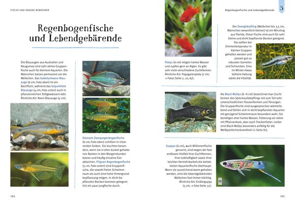 Faszinierendes Aquarium