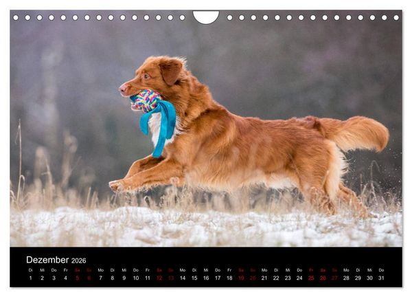Produktbild: Toller - Nova Scotia Duck Tolling Retriever (Wandkalender 2026 DIN A4 quer), CALVENDO Monatskalender