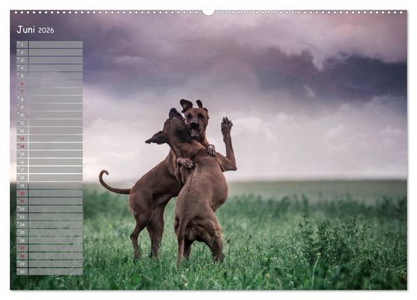 Produktbild: Rhodesian Ridgeback - Herzen auf vier Pfoten (hochwertiger Premium Wandkalender 2026 DIN A2 quer), Kunstdruck in Hochglanz