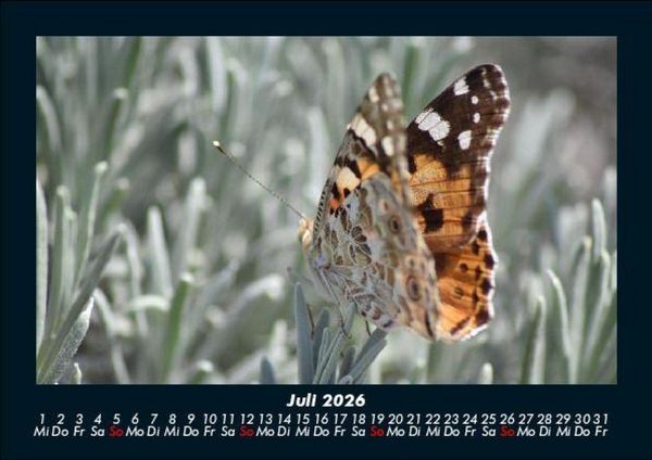 Produktbild: Bunte Pracht der Schmetterlinge 2026 Fotokalender DIN A5