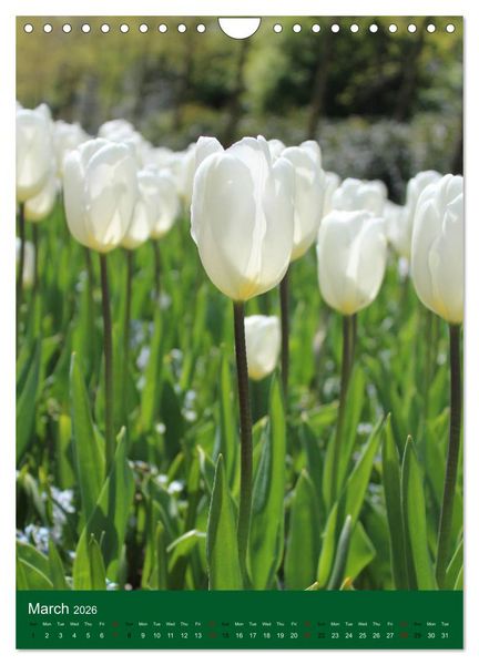 Produktbild: Dutch Tulips (Wall Calendar 2026 DIN A4 portrait), CALVENDO 12 Month Wall Calendar