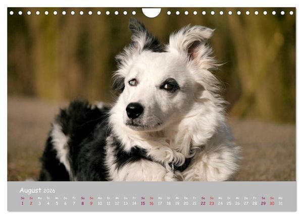 Produktbild: Dein Hund der treue Begleiter (Wandkalender 2026 DIN A4 quer), CALVENDO Monatskalender