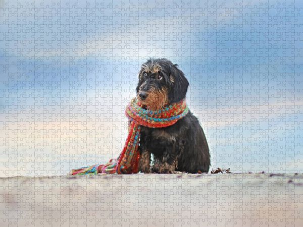 Produktbild: CALVENDO Puzzle Ein Motiv aus dem Kalender Der Dackel | 1000 Teile Lege-Gr&ouml;&szlig;e 64x48cm Foto-Puzzle f&uuml;r gl&uuml;ckliche Stunden