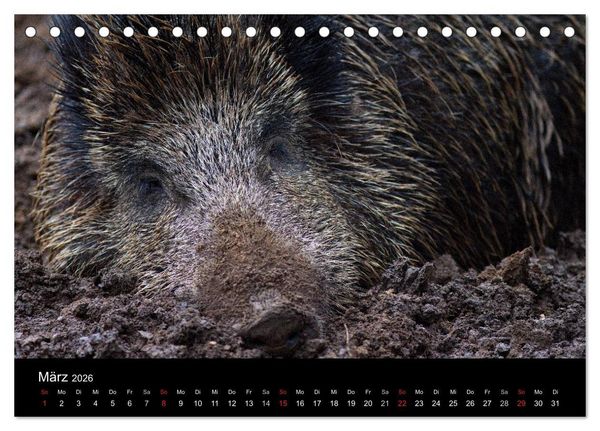 Produktbild: Wilde Wutzen. Das heimische Wildschwein (Tischkalender 2026 DIN A5 quer), CALVENDO Monatskalender