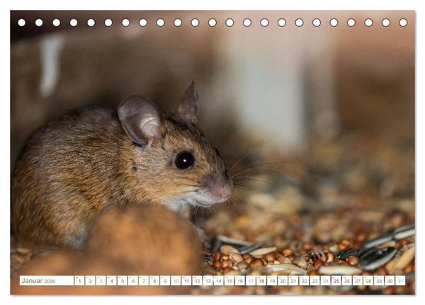 Produktbild: Die Maus im Vogelhaus (Tischkalender 2026 DIN A5 quer), CALVENDO Monatskalender