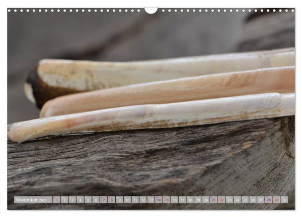 Produktbild: H&auml;user der Meere: Muscheln - Seeigel - Schnecken (Wandkalender 2026 DIN A3 quer), CALVENDO Monatskalender