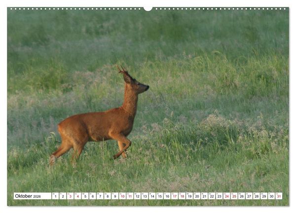 Produktbild: Anmut mit sanften Augen - Rehwild in der freien Natur (Wandkalender 2026 DIN A2 quer), CALVENDO Monatskalender