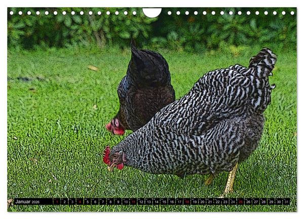 Produktbild: Die H&uuml;hner sind los! (Wandkalender 2026 DIN A4 quer), CALVENDO Monatskalender