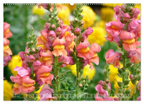 Produktbild: Blooming beauties (Wall Calendar 2026 DIN A2 landscape), CALVENDO 12 Month Wall Calendar