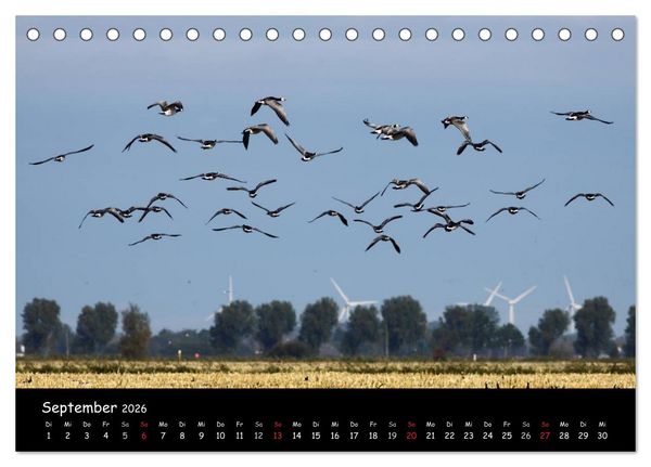 Produktbild: Schrei der Wildg&auml;nse (Tischkalender 2026 DIN A5 quer), CALVENDO Monatskalender