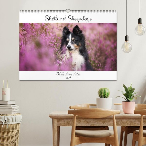 Produktbild: Shetland Sheepdogs Blacky, Anry, Mojo 2026 (Wandkalender 2026 DIN A2 quer), CALVENDO Monatskalender