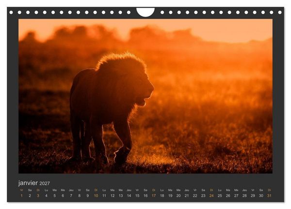 Produktbild: Lions &ndash; Photographies de la faune (Calendrier mural 2027 DIN A4 vertical), CALVENDO calendrier mensuel