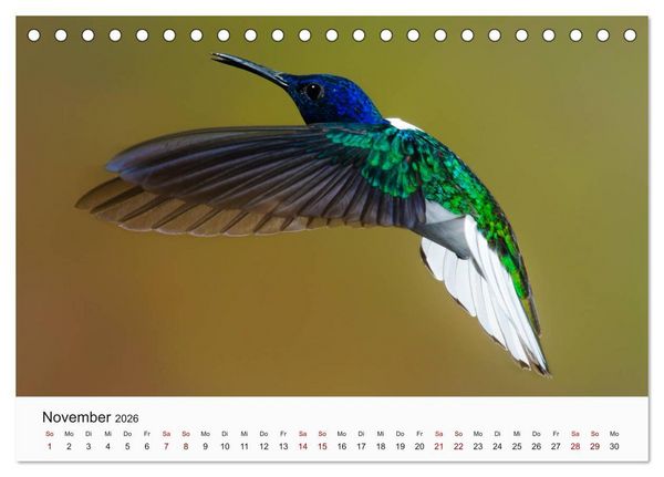 Produktbild: V&ouml;gel - Die K&ouml;nige der L&uuml;fte (Tischkalender 2026 DIN A5 quer), CALVENDO Monatskalender