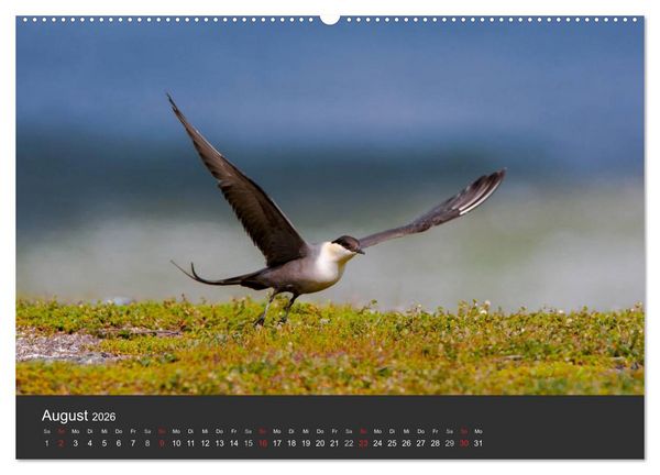 Produktbild: V&ouml;gel im Norden Europas (hochwertiger Premium Wandkalender 2026 DIN A2 quer), Kunstdruck in Hochglanz