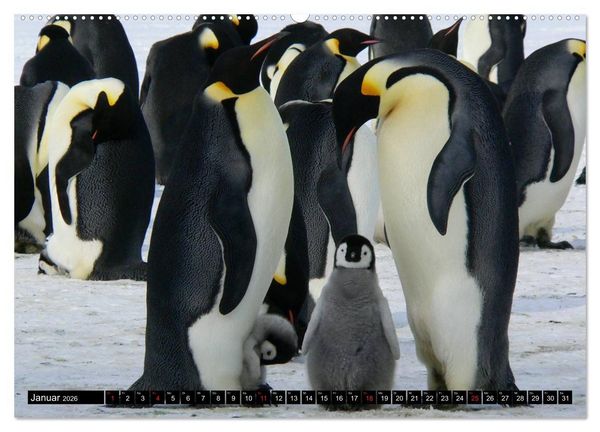 Produktbild: Pinguine - Watscheln im festlichen Kleid (Wandkalender 2026 DIN A2 quer), CALVENDO Monatskalender