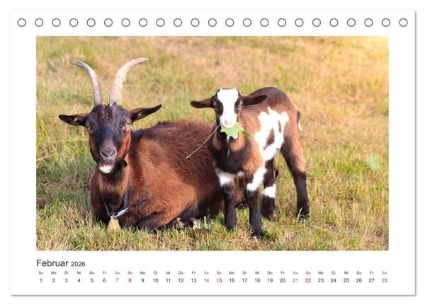 Produktbild: Wer zickt denn da? Mit Ziegen durchs Jahr (Tischkalender 2026 DIN A5 quer), CALVENDO Monatskalender