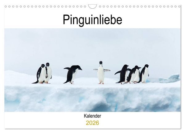 Produktbild: Pinguinliebe (Wandkalender 2026 DIN A3 quer), CALVENDO Monatskalender