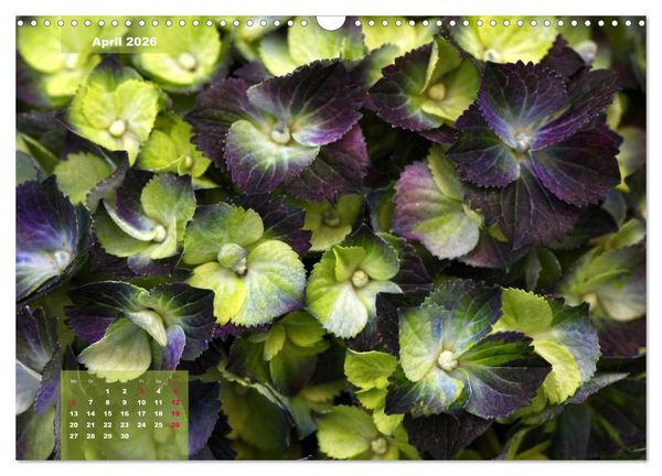 Produktbild: Himmlische Hortensien (Wandkalender 2026 DIN A3 quer), CALVENDO Monatskalender