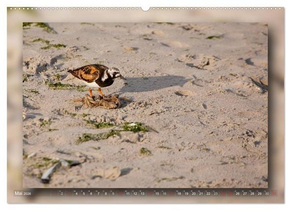 Produktbild: Baltrum - Ein Tag am Strand (hochwertiger Premium Wandkalender 2026 DIN A2 quer), Kunstdruck in Hochglanz