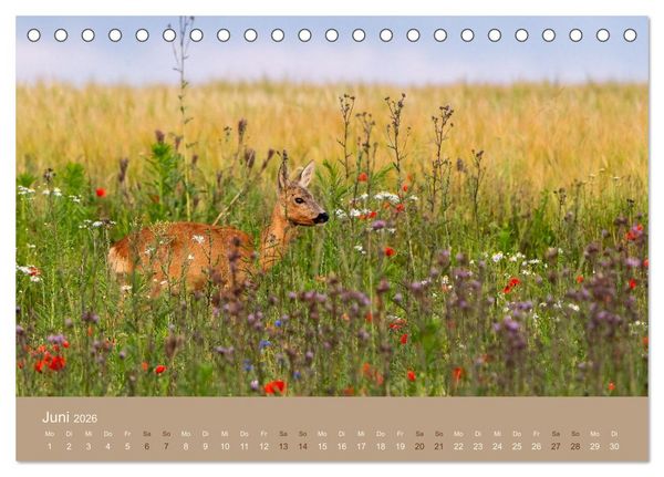 Produktbild: Jenseits der Z&auml;une (Tischkalender 2026 DIN A5 quer), CALVENDO Monatskalender