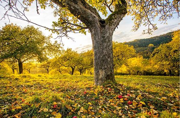 Produktbild: Das gro&szlig;e kleine Buch: Obstb&auml;ume in unserem Garten