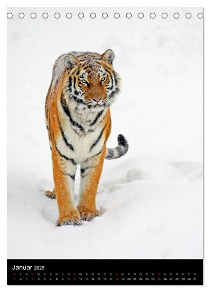 Produktbild: Wildlife 2026 (Tischkalender 2026 DIN A5 hoch), CALVENDO Monatskalender